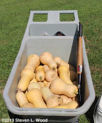 Twenty-five good butternuts