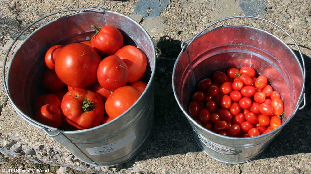 Today's tomato harvest