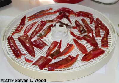 Washed, cut, and blanched pepper pieces on dehydrator tray
