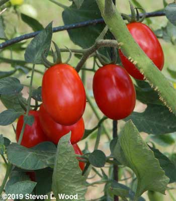 Honey Bunch grape tomatoes