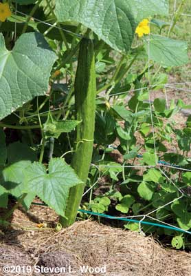 A Japanese Long Pickling cucumber