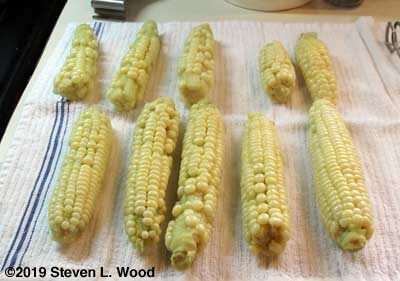 Silver Queen sweet corn cooling after blanching