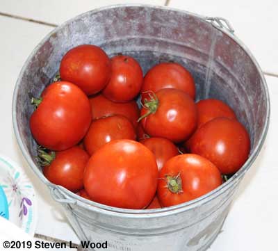 Regular tomatoes