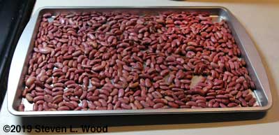 Kidney beans on drying tray