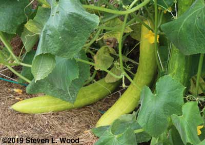 More overripe cucumbers for seed saving