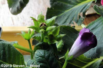 Gloxinia seed pod opening