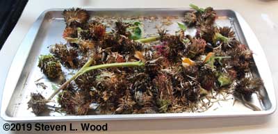 Zinnia seed heads on drying tray (glorified cookie sheet)