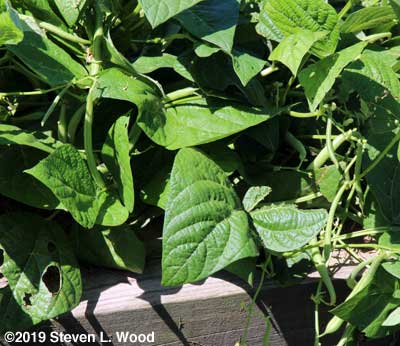 Green beans ready to pick
