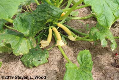 Slick Pik yellow squash