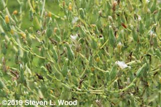 Blooms and seed heads on Sun Devil plant