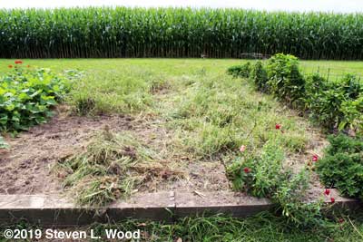 Weedy main garden bed