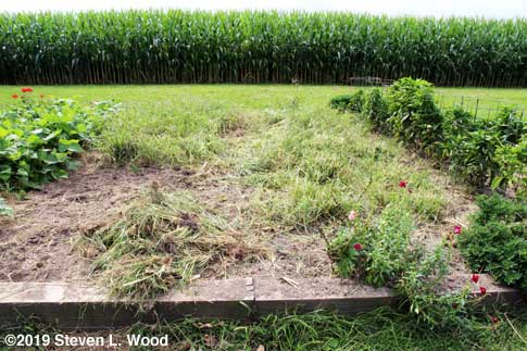 Removing weeds