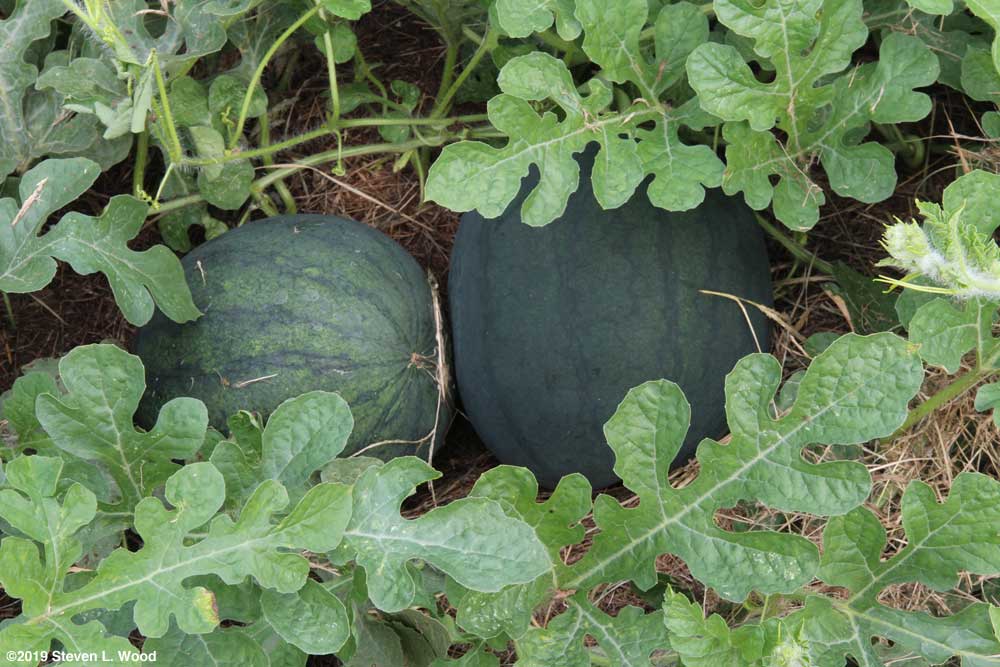 Blacktail Mountain watermelon
