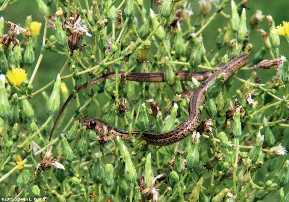 Young garter snake in lettuce blooms