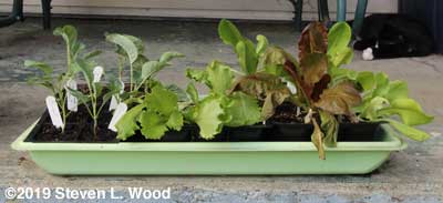 Cauliflower and lettuce transplants