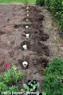 Large holes dug for transplanting
