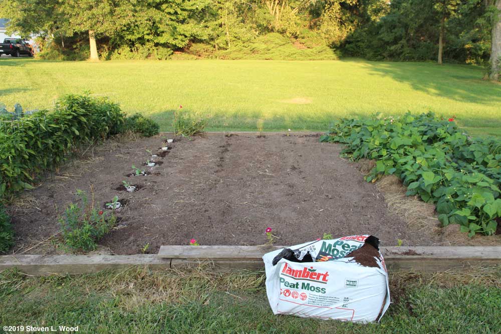 Cauliflower transplanted, kale direct seeded