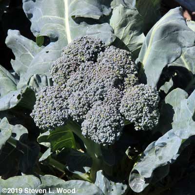 A head of Goliath broccoli