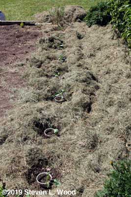 Cauliflower mulched