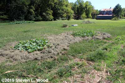 Melons mulched