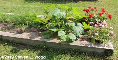 Yellow squash plant fills half of bed