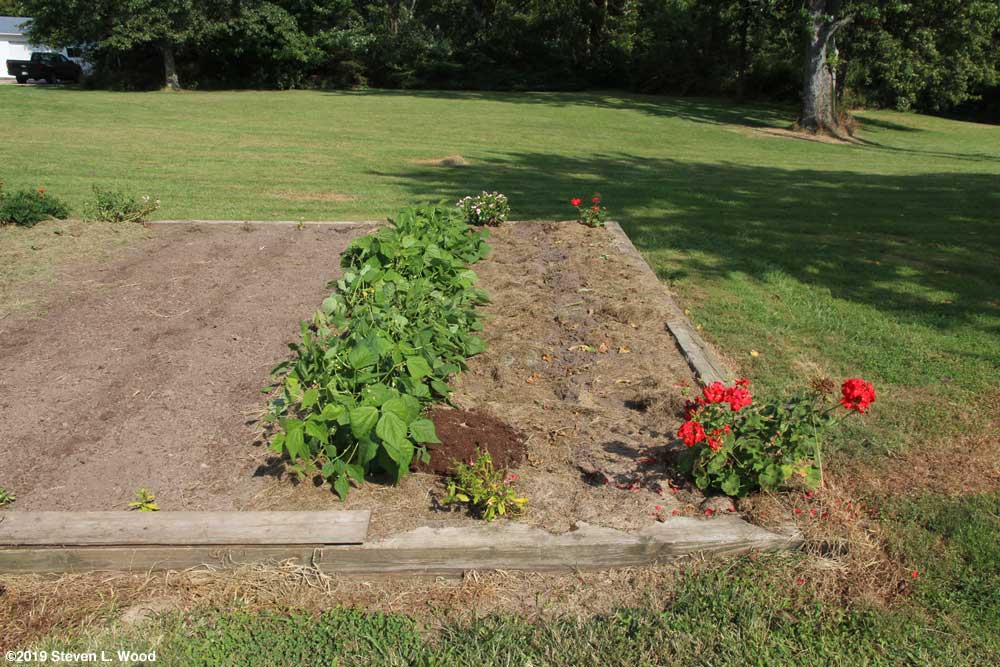 One bean row pulled, one left