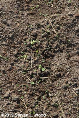 Kale emerging with lots of grass weeds