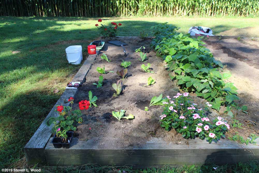 Transplanting fall lettuce