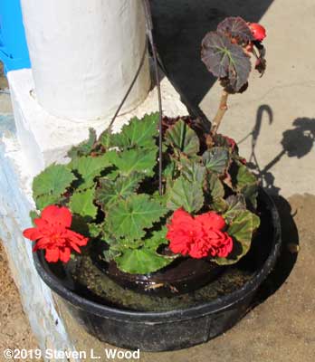 Begonia in farm watering pan