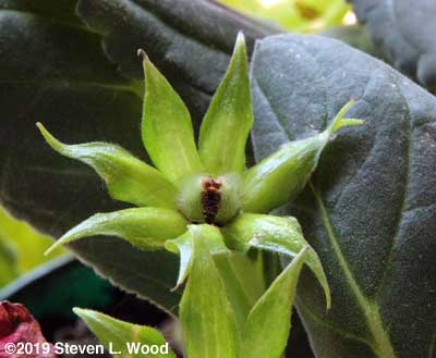 Gloxinia seed head about to shed seed