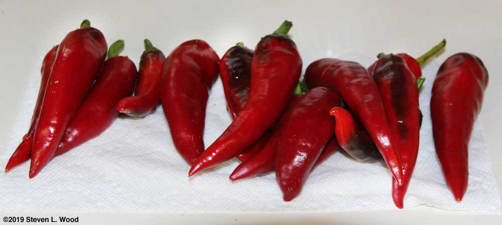 Hungarian Spice Paprika Peppers