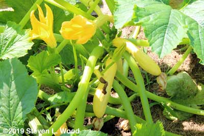 Yellow squash