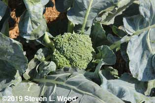 Third head of Goliath broccoli