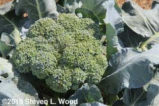 Huge head of slightly overripe Goliath broccoli
