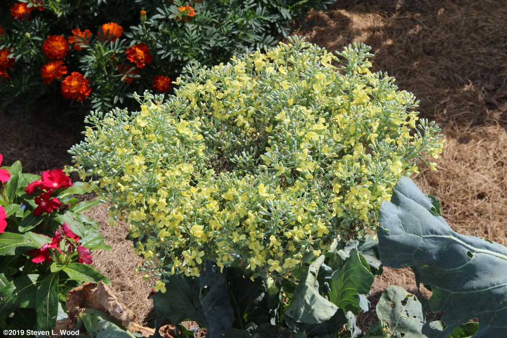 Broccoli in bloom