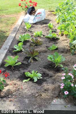 Lettuce - September 17, 2019