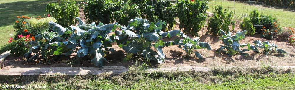 Stairstepped broccoli plants