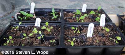 Lettuce starts