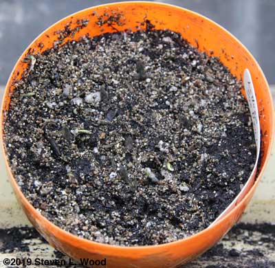 Saved Sun Devil seed germinating