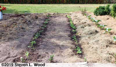 Kale rows