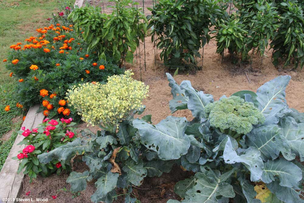 Goliath broccoli in bloom and another large head