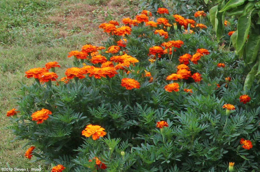 Marigolds