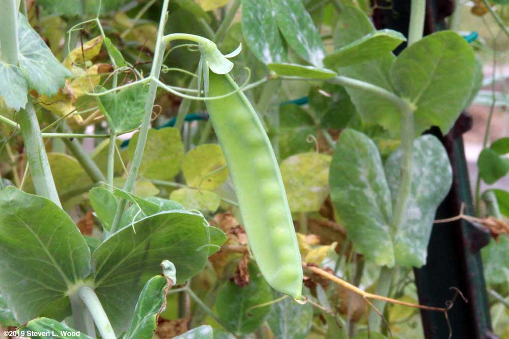 Sugar Snap vines producing snow peas