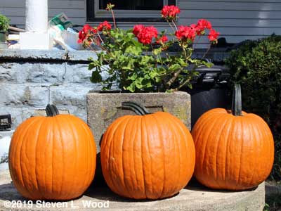Pumpkins