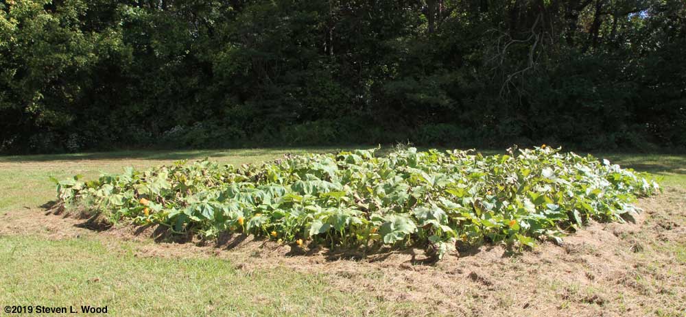 Our pumpkin patch