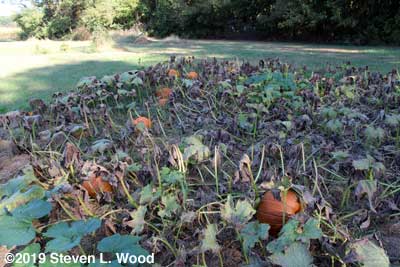 Pumpkin patch