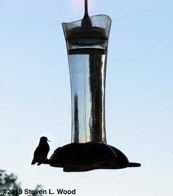 Lone hummingbird at feeder on October 3, 2019