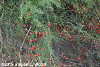 Asparagus seed pods on plants
