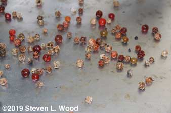 Seed picked today on cookie sheet to dry