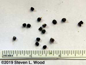 Shelled out and dried asparagus seed (from 2008)
